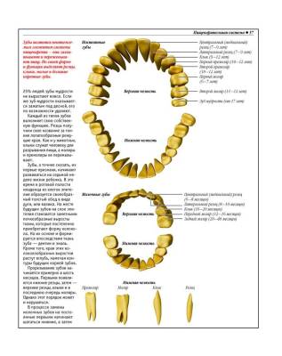 Анатомический атлас. Основы строения и физиологии человека